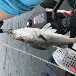 バラエティ豊か